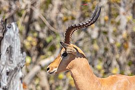 Impala (Aepyceros melampus), parque nacional de Chobe, Botsuana, 2018-07-28, DD 10