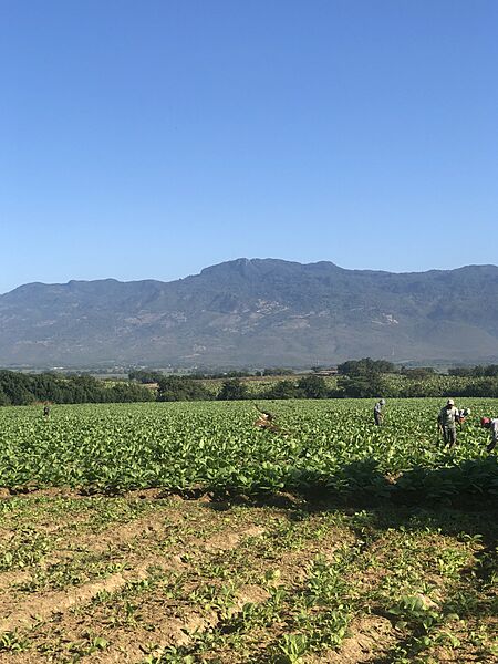 Inmigrantes haitianos cosecha de tabaco