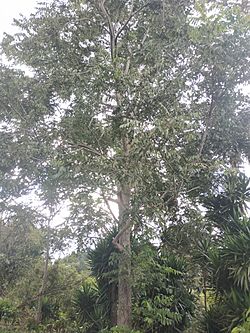 Juglans olanchana tree.jpg