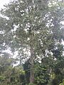 Juglans olanchana tree