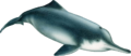 Lipotes vexillifer