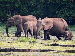 Archivo:Loxodonta cyclotis 3970045