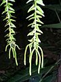 Lycopodiaceae