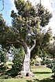 Madeira, Palheiro Gardens - Corymbia ficifolia IMG 2281