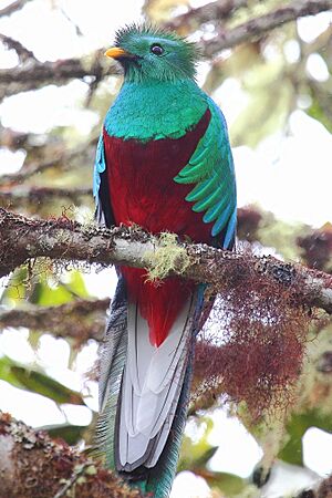 Archivo:Male Resplendent Quetzal