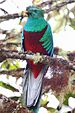 Male Resplendent Quetzal.jpg