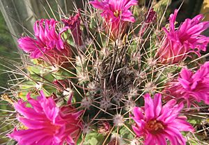 Archivo:Mammillaria dixantho