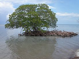 Mangrove auf Cayo Levisa, Kuba.jpg