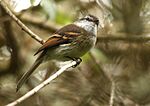 Archivo:Mecocerculus leucophrys -Ecuador-8