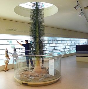 Archivo:Museo de Paleobotánica - RJBC