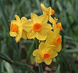 Narcissus 'Grand Soleil d'Or'
