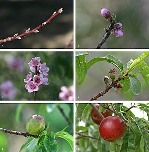 Archivo:Nectarine Fruit Development