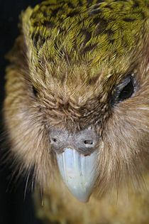 Archivo:New Zealand Kakapo Felix