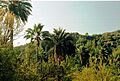 Palmas de Ocoa - Chile