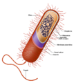 Prokaryote cell (Spanish version)