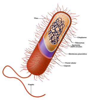 Archivo:Prokaryote cell (Spanish version)
