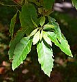 Quercus xalapensis 04