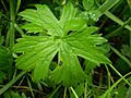 Ranunculus acris 0.1 R