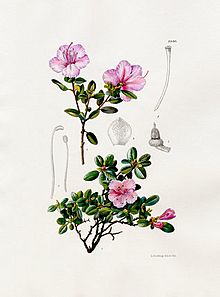 Rhododendron dauricum var. sempervirens.jpg
