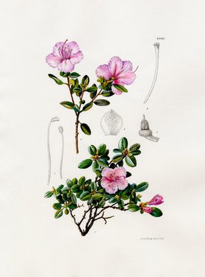 Archivo:Rhododendron dauricum var. sempervirens