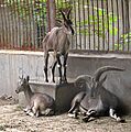 Rook goat