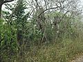 San Antonio Holcá, Yucatán (10)