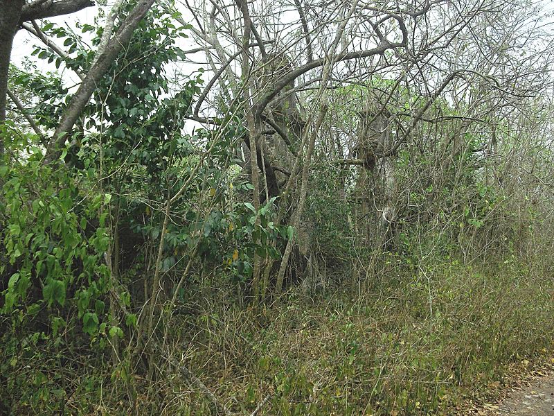San Antonio Holcá, Yucatán (10)