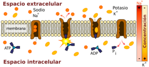 Archivo:Scheme sodium-potassium pump-es