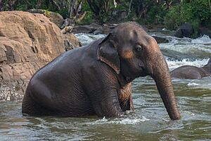 Archivo:Sitting Asian elephant (Elephas maximus) bathing in Tad Lo river, Laos