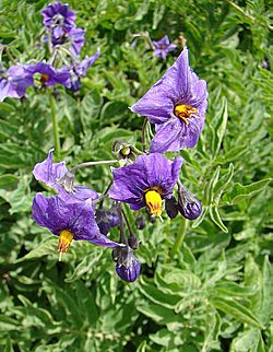 Solanum etuberosum (8690843315).jpg