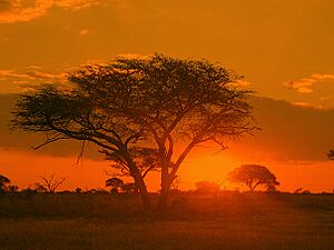 Archivo:Sunrise Matobo Zimbabwe