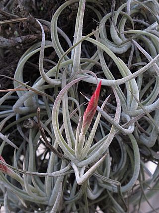 Tillandsia glabrior — Scott Zona 001.jpg