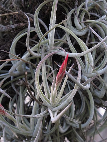 Tillandsia glabrior — Scott Zona 001
