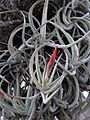 Tillandsia glabrior — Scott Zona 001