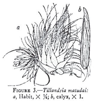 Tillandsia matudai 01.gif