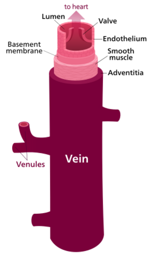 Archivo:Vein (retouched)