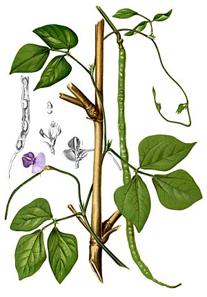 Archivo:Vigna unguiculata Blanco2.286-cropped