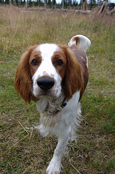 Archivo:Welsh Springer Spaniel Dog