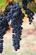 Wine grapes03