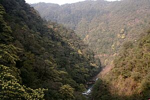 Archivo:Wuyishan naturereserve
