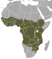 African Civet area