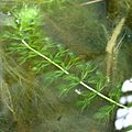 Aldrovanda vesiculosa