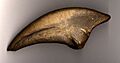 Allosaurus fragilis