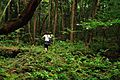 Aokigahara forest 03