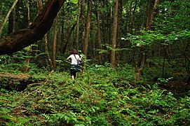 Aokigahara forest 03