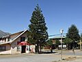 Araucaria en la localidad de Lonquimay, Región de La Araucanía, Chile