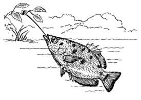 Archivo:Archerfish (PSF)