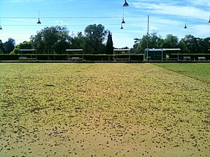Archivo:Australian Plague Locust Berrigan December 2010