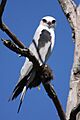 Black shouldered kite samcem