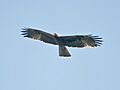 Bonelli's Eagle I- Himachal- IMG 3231